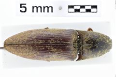 Foto (Dorsalansicht) von Propsephus orientalis (NHMW-ZOO-COL-0011118)